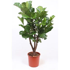 160 - 200cm Ficus Lyrata XXXL Tree Fiddle Leaf Fig 34cm Pot House Plant House Plant