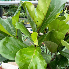 160 - 200cm Ficus Lyrata XXXL Tree Fiddle Leaf Fig 34cm Pot House Plant House Plant