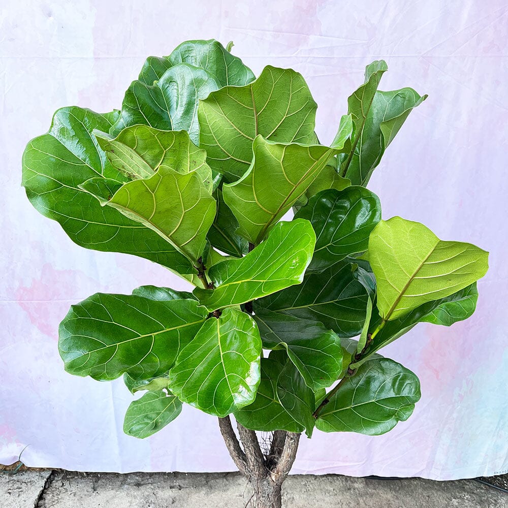 160 - 200cm Ficus Lyrata XXXL Tree Fiddle Leaf Fig 34cm Pot House Plant House Plant