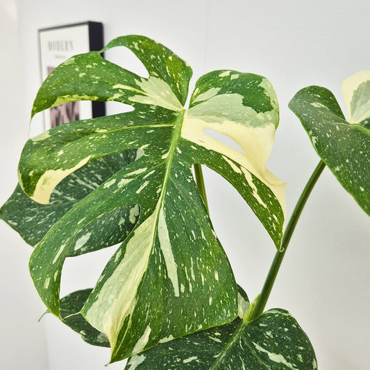 20 - 25 Monstera Thai Constellation Cheese Plant Variegated 12cm Pot House Plant