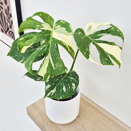 20 - 25 Monstera Thai Constellation Cheese Plant Variegated 12cm Pot House Plant