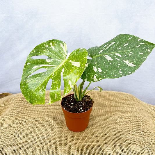 20 - 25 Monstera Thai Constellation Cheese Plant Variegated 12cm Pot House Plant