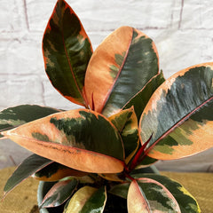 20 - 25cm Highly Variegated Ficus Belize Rubber Plant 9cm Pot House Plant House Plant