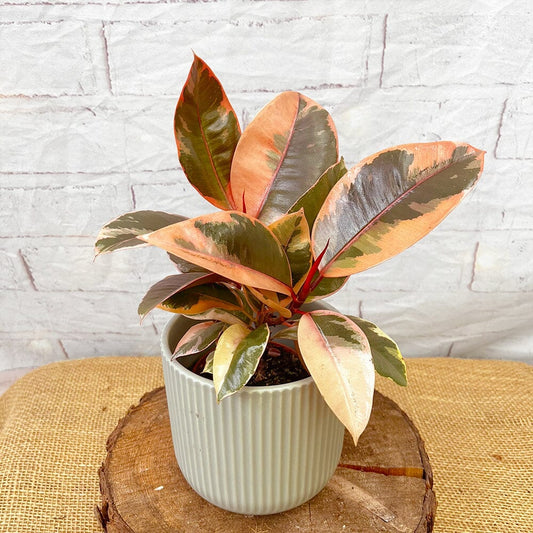 20 - 25cm Highly Variegated Ficus Belize Rubber Plant 9cm Pot House Plant House Plant