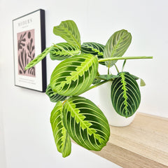 20 - 25cm Maranta Lemon Lime Prayer Plant 12cm Pot House Plant House Plant