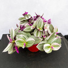 20 - 25cm Tradescantia Nanouk Houseplant 15cm Pot House Plant