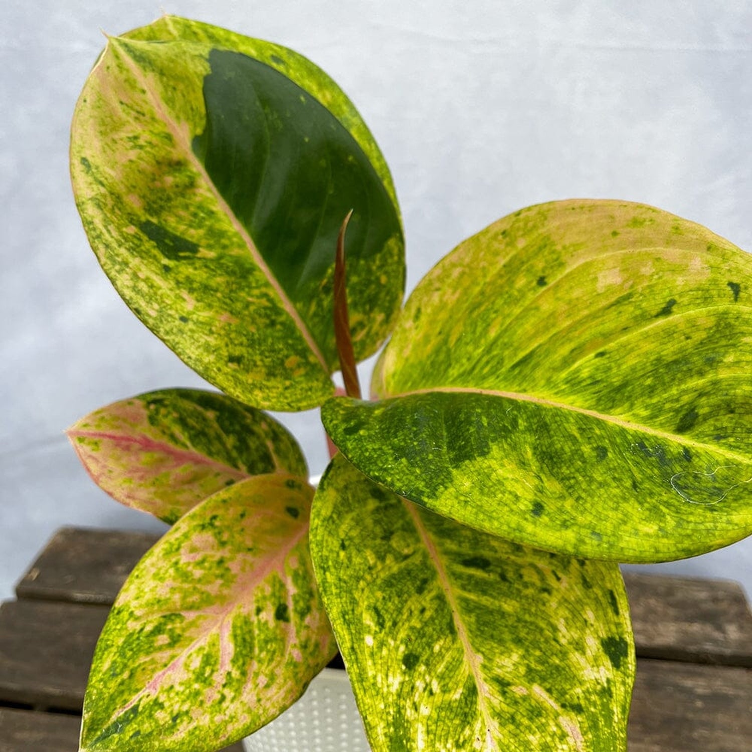 20 - 30cm Aglaonema Apple Fantasy 12cm Pot House Plant House Plant