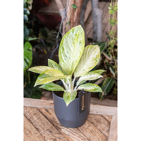 20 - 30cm Aglaonema Arctic Lime Chinese Evergreen House Plant 12cm Pot House Plant