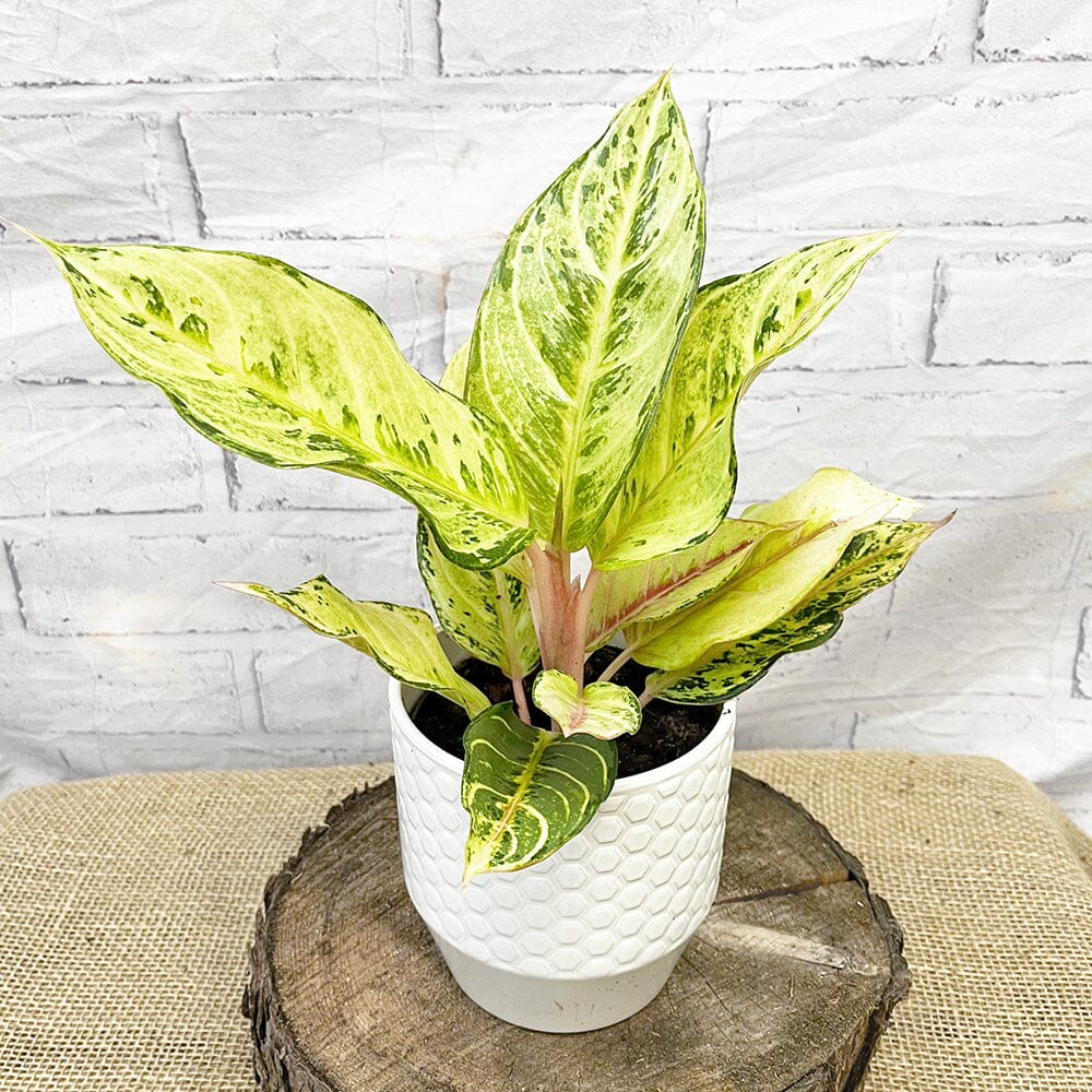 20 - 30cm Aglaonema Chartreuse Pretty Chinese Evergreen 12cm Pot House Plant House Plant