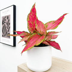 20 - 30cm Aglaonema Cherry Baby Chinese Evergreen 12cm Pot House Plant House Plant