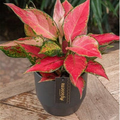 20 - 30cm Aglaonema Cherry Baby Chinese Evergreen 12cm Pot House Plant House Plant