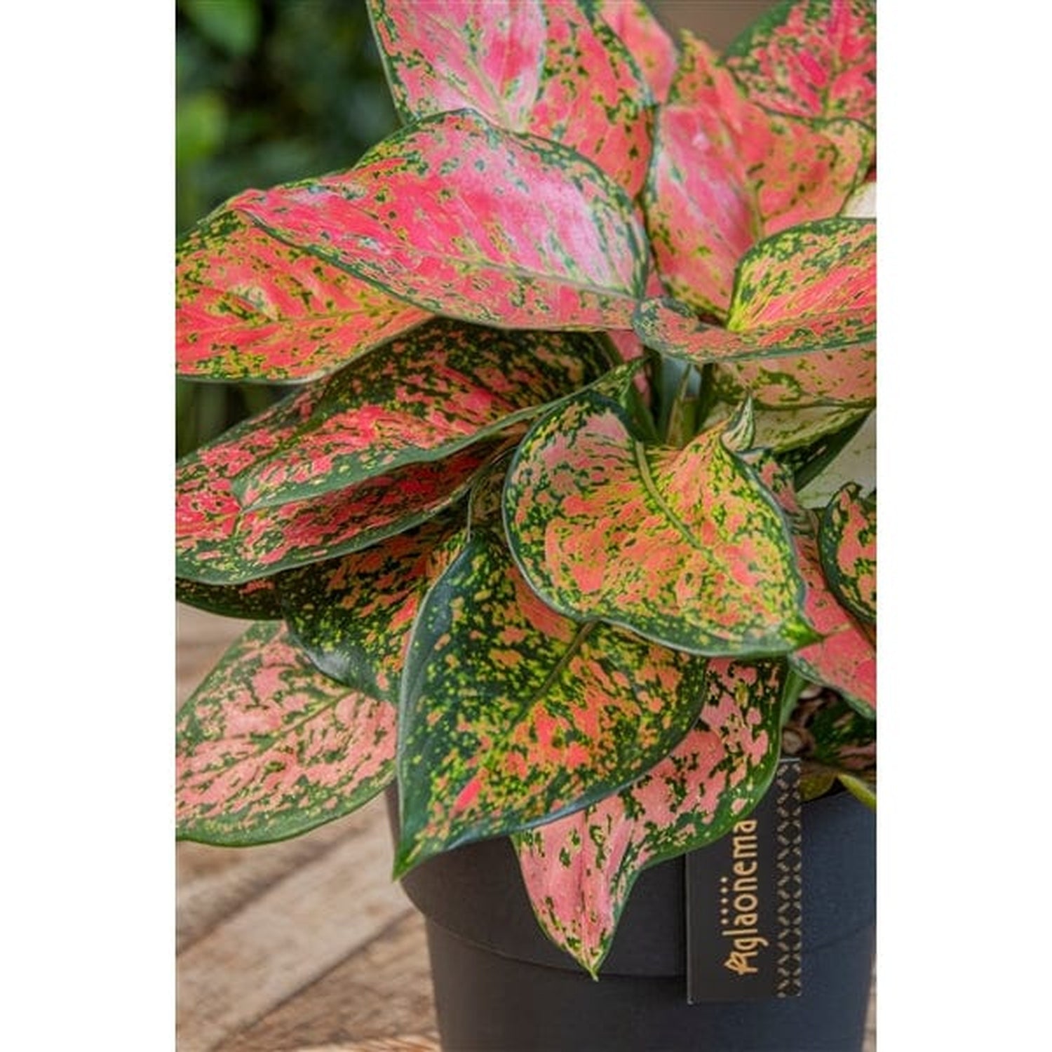 20 - 30cm Aglaonema Crimson Love Evergreen House Plant 12cm Pot House Plant