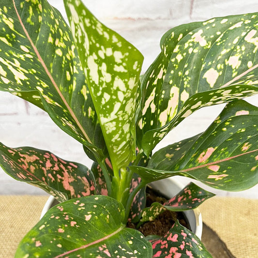 20 - 30cm Aglaonema Pink Leopard Chinese Evergreen House Plant 12cm Pot House Plant