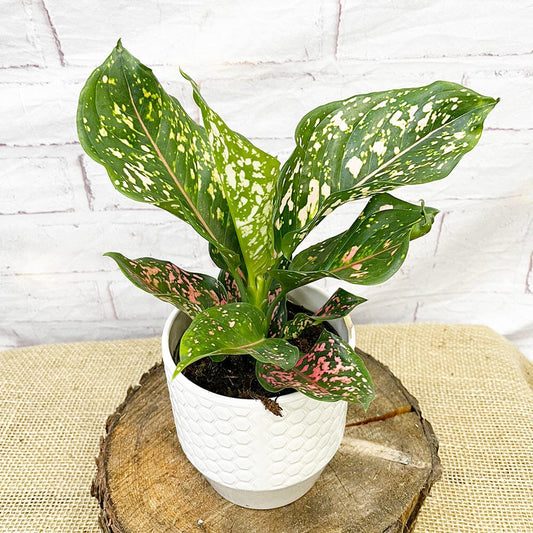 20 - 30cm Aglaonema Pink Leopard Chinese Evergreen House Plant 12cm Pot House Plant