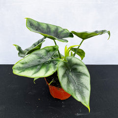 20 - 30cm Alocasia Reversa House Plant 9cm Pot House Plant