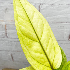 20 - 30cm Anthurium Hookeri Variegated Birds Nest Variegata 12cm Pot Potted Houseplants