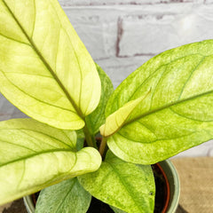 20 - 30cm Anthurium Hookeri Variegated Birds Nest Variegata 12cm Pot Potted Houseplants