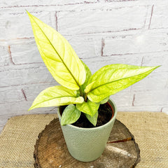 20 - 30cm Anthurium Hookeri Variegated Birds Nest Variegata 12cm Pot Potted Houseplants