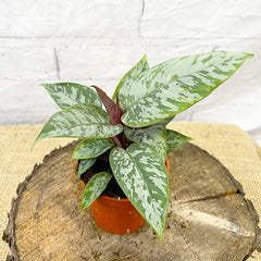 20 - 30cm Apoballis Acuminatissima Red Sword House Plant 9cm Pot House Plant