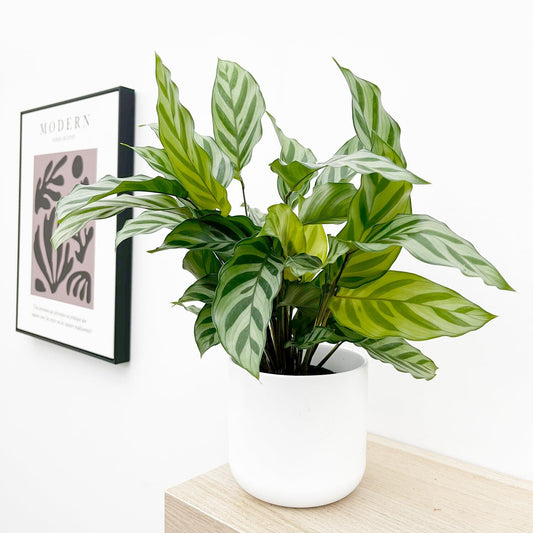 20 - 30cm Calathea Freddie Prayer Plant 12cm Pot House Plant House Plant