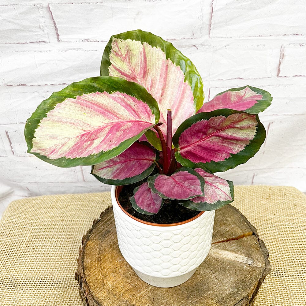 20 - 30cm Calathea Roseopicta Rosy Prayer Plant 12cm Pot House Plant House Plant