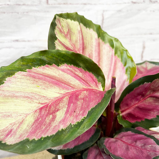 20 - 30cm Calathea Roseopicta Rosy Prayer Plant 12cm Pot House Plant House Plant