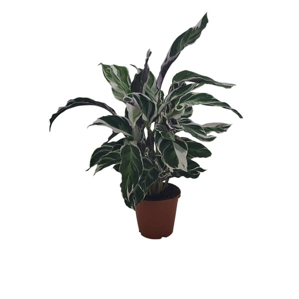 20 - 30cm Calathea White Fusion Prayer Plant 14cm Pot House Plant House Plant