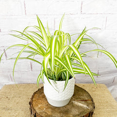 20 - 30cm Chlorophytum Spider Plant 12cm Pot House Plant House Plant