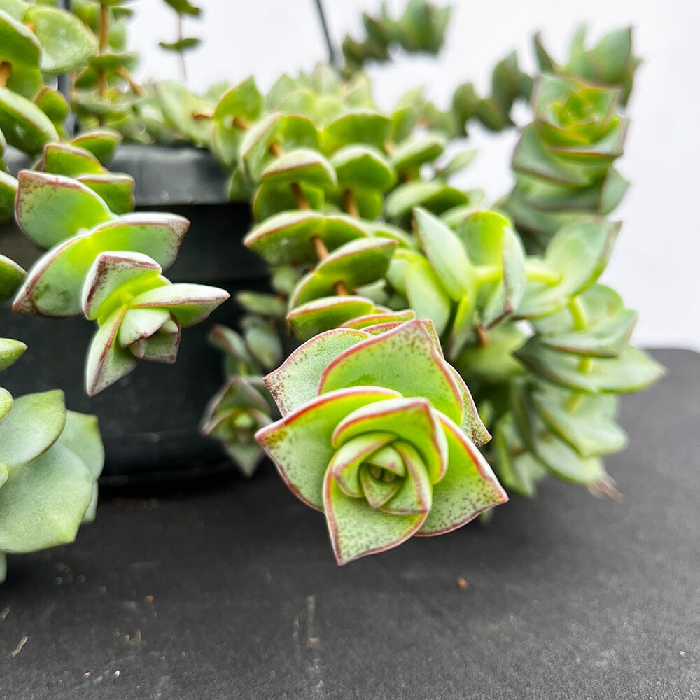 20 - 30cm Crassula Hottentot Succulent in Hanging 14cm Pot House Plant