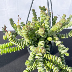 20 - 30cm Crassula Hottentot Succulent in Hanging 14cm Pot House Plant