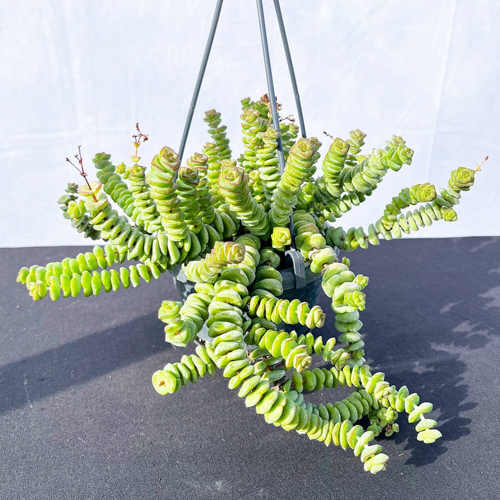 20 - 30cm Crassula Hottentot Succulent in Hanging 14cm Pot House Plant