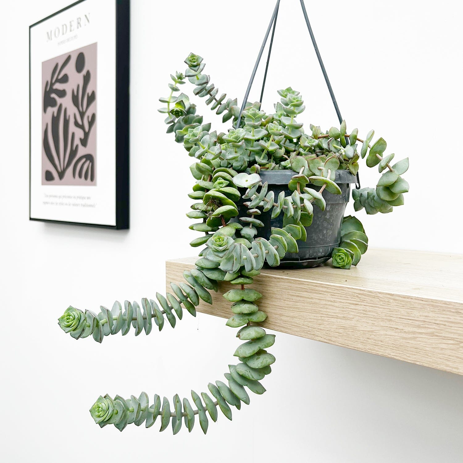 20 - 30cm Crassula Hottentot Succulent in Hanging 14cm Pot House Plant