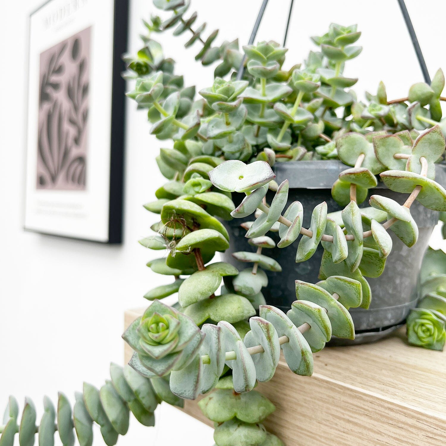 20 - 30cm Crassula Hottentot Succulent in Hanging 14cm Pot House Plant