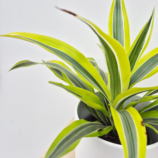 20 - 30cm Dracaena Lemon Surprise 12cm Pot House Plant House Plant