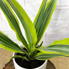 20 - 30cm Dracaena Lemon Surprise 12cm Pot House Plant House Plant