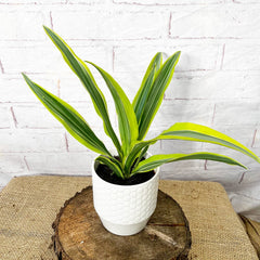 20 - 30cm Dracaena Lemon Surprise 12cm Pot House Plant House Plant