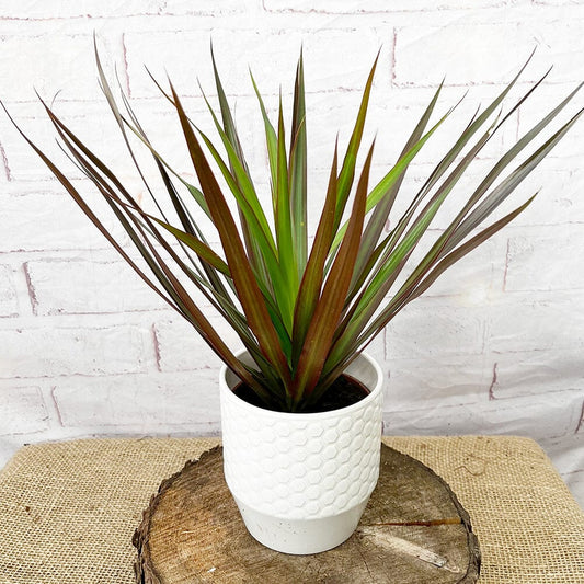 20 - 30cm Dracaena Magenta 12cm Pot House Plant House Plant