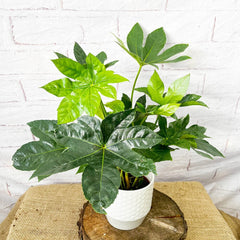 20 - 30cm Fatsia Japonica 12cm Pot House Plant House Plant