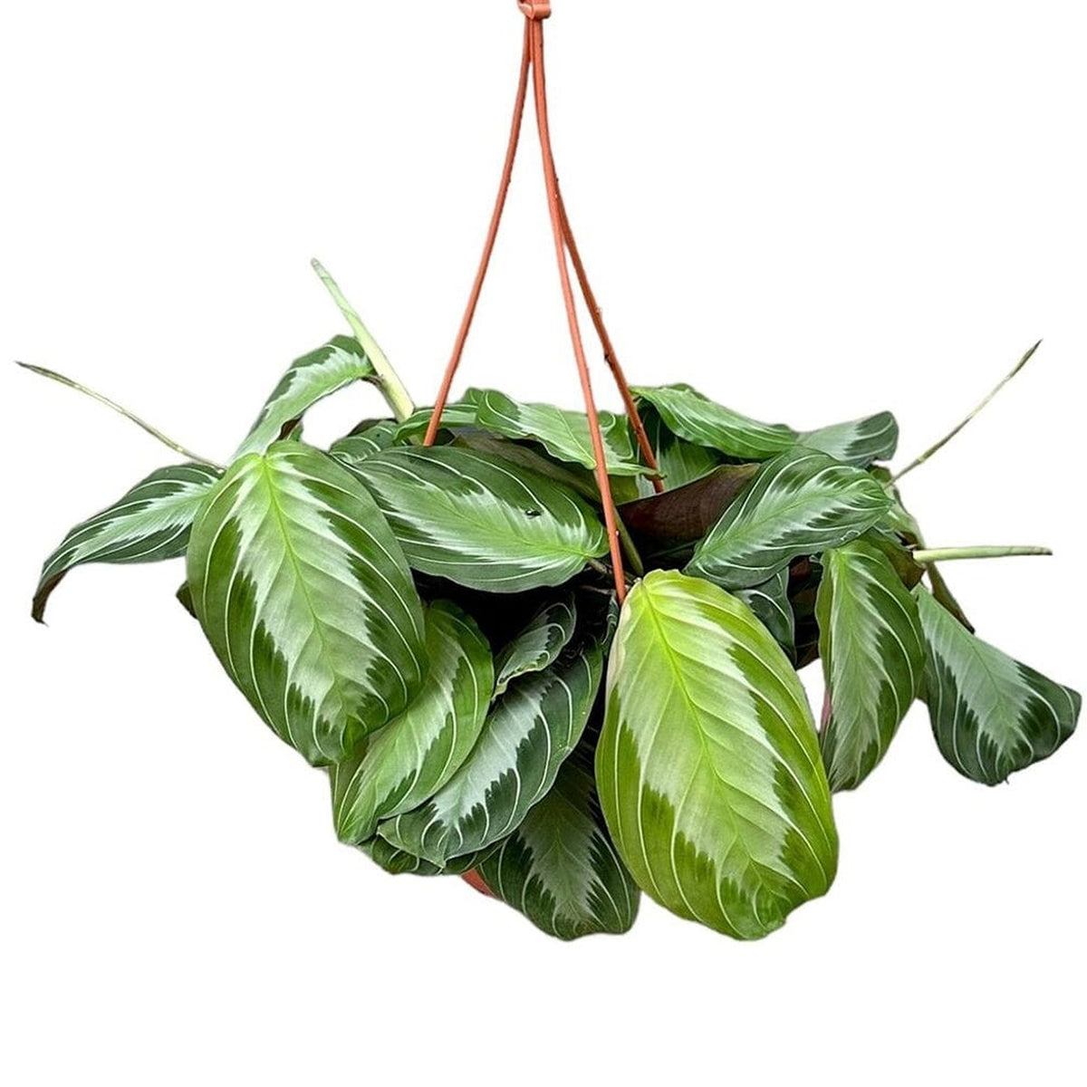 20 - 30cm Maranta Silver Band Prayer House Plant 14cm Hanging Pot House Plant