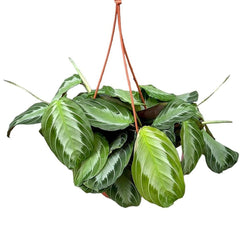 20 - 30cm Maranta Silver Band Prayer House Plant 14cm Hanging Pot House Plant