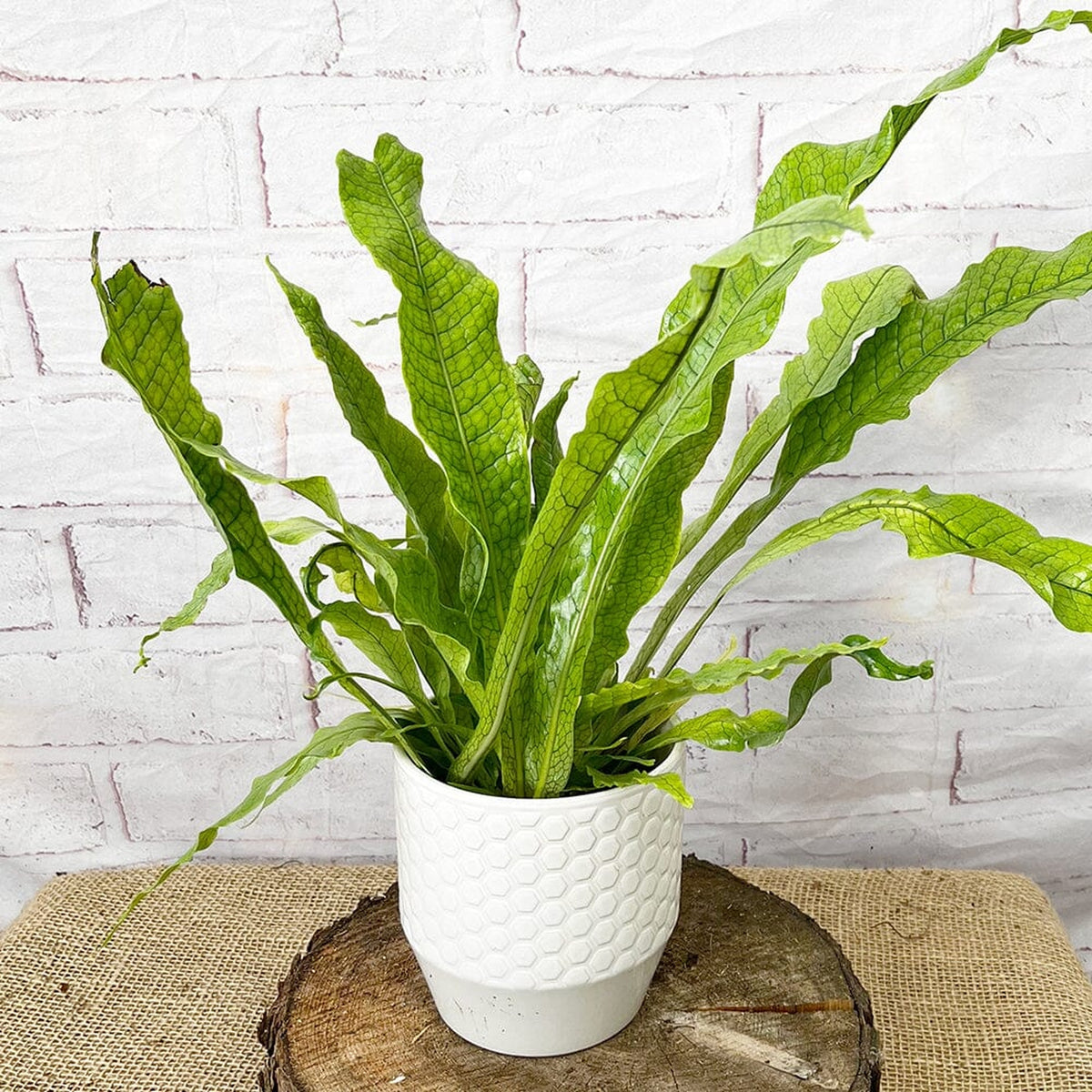 20 - 30cm Microsorum Crocodyllus Fern 12cm Pot House Plant House Plant