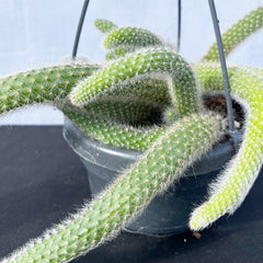 20 - 30cm Monkey Tail Cactus Hildewintera Colademononis in Hanging 14cm Pot House Plant