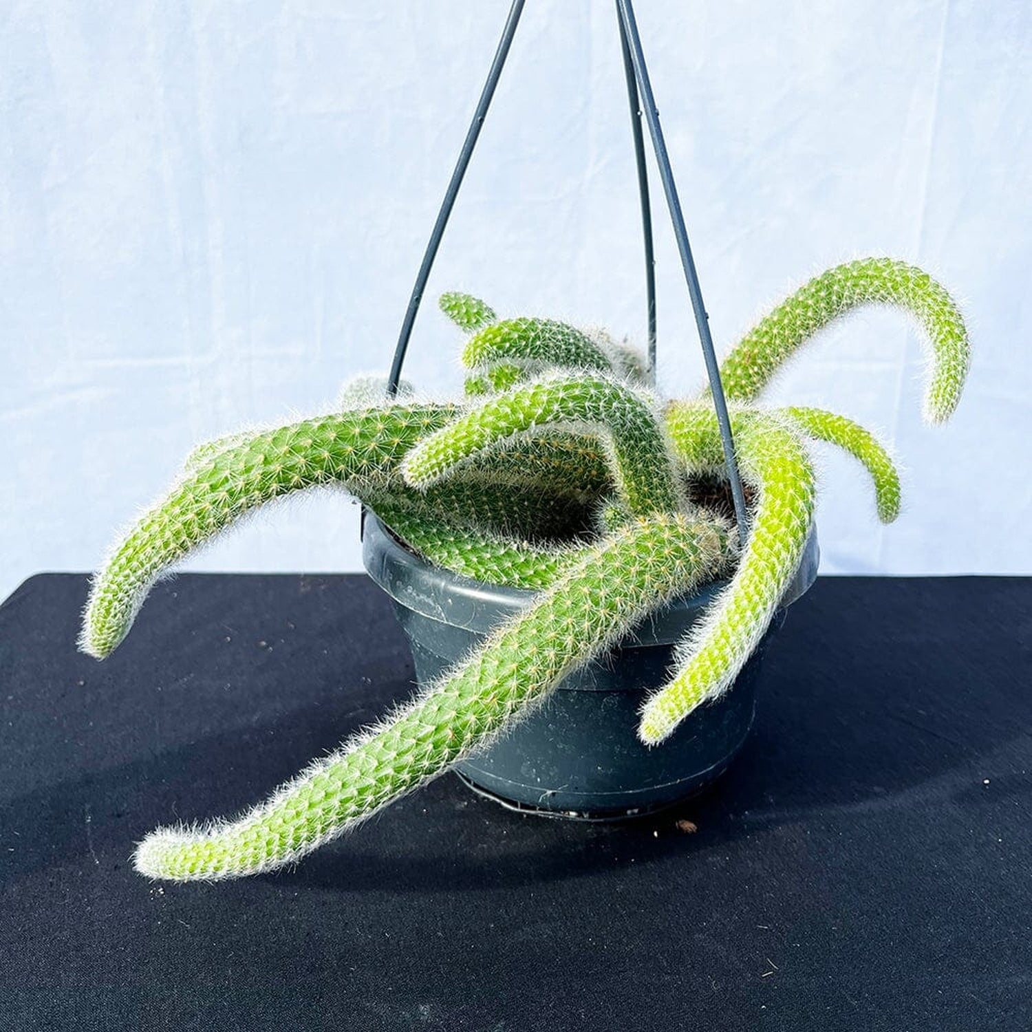 20 - 30cm Monkey Tail Cactus Hildewintera Colademononis in Hanging 14cm Pot House Plant