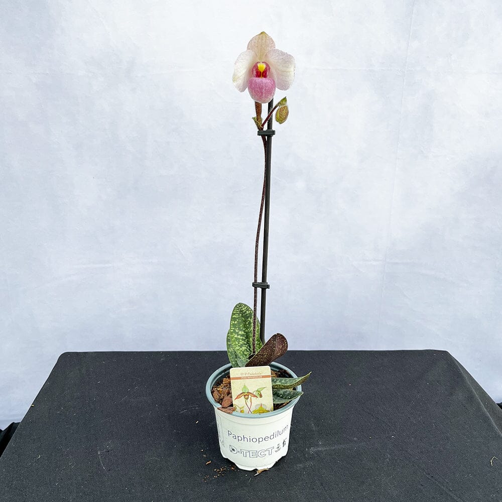 20 - 30cm Paphiopedilum Delanatii Pink Orchid 9cm Pot House Plant ...