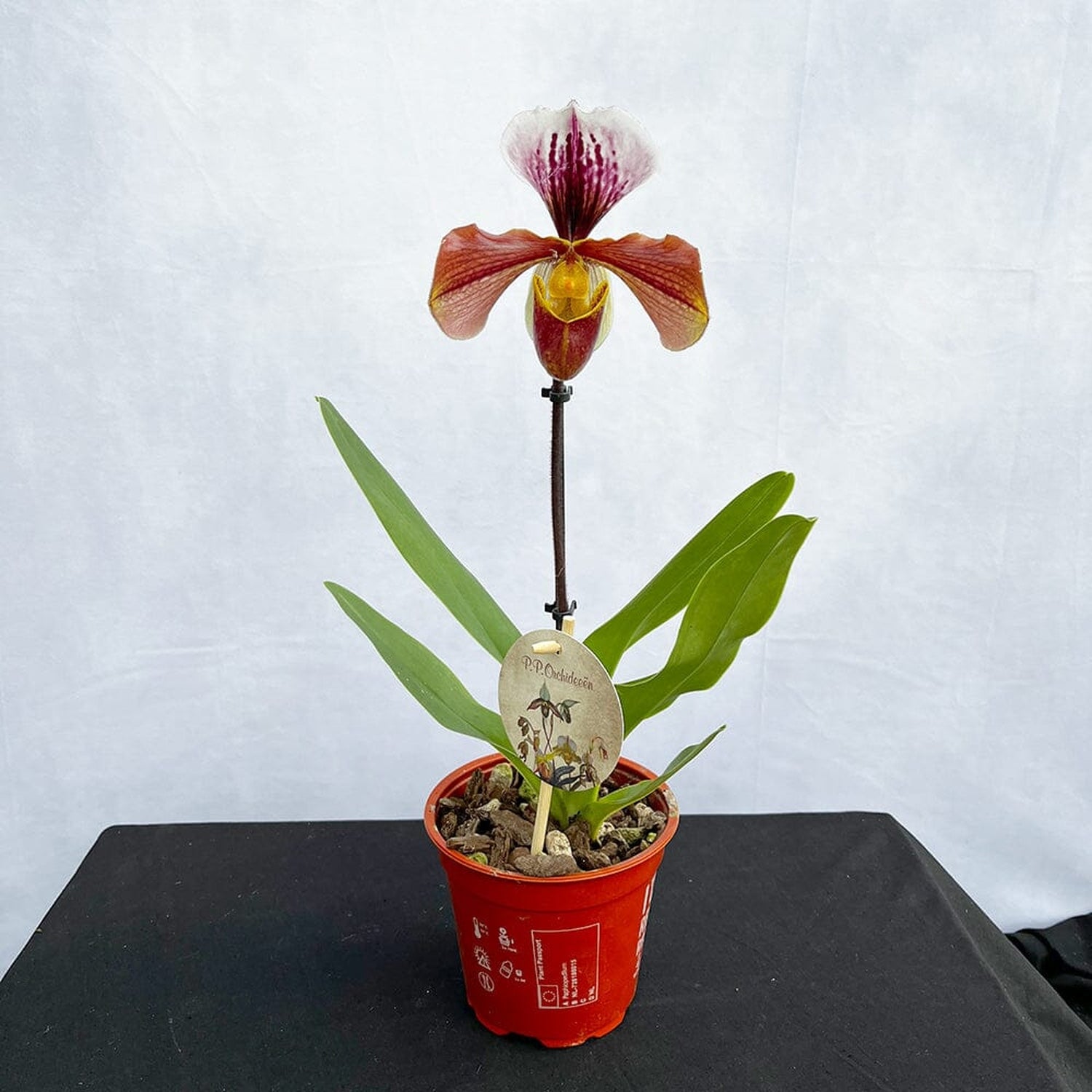 20 - 30cm Paphiopedilum Hybrid Orchid 12cm Pot House Plant House Plant