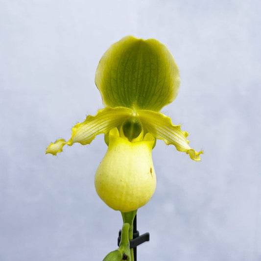 20 - 30cm Paphiopedilum Lime Orchid 9cm Pot House Plant House Plant