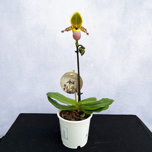 20 - 30cm Paphiopedilum Pinocchio Hybrid Orchid 12cm Pot House Plant House Plant