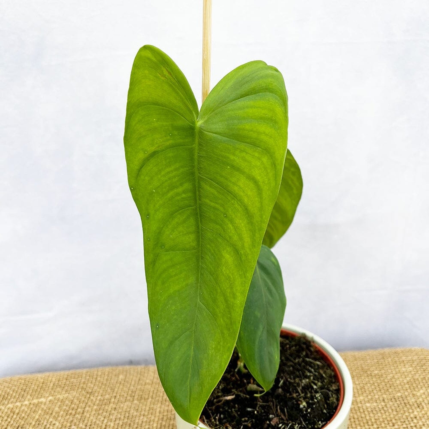 20 - 30cm Philodendron Sharoniae 12cm Pot House Plant House Plant