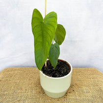 Philodendron problems to look out for and how to solve them – Plants ...