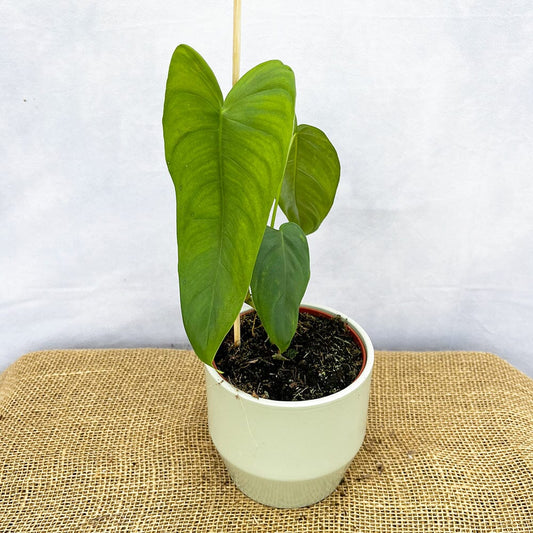 20 - 30cm Philodendron Sharoniae 12cm Pot House Plant House Plant